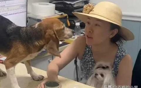 霍思燕杜江收养实验犬!视频背后让人泪目，具体情况是什么？
